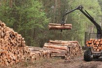 Forestry: a crisis-free sector